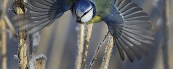 Сініца зімой Сініца зімой - Sputnik Беларусь