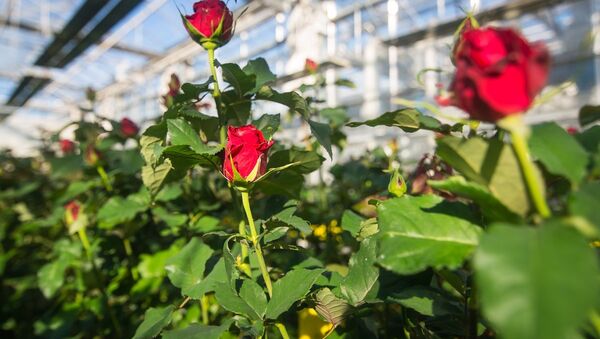 Каждый сорт роз требует своей температуры и ухода - Sputnik Беларусь