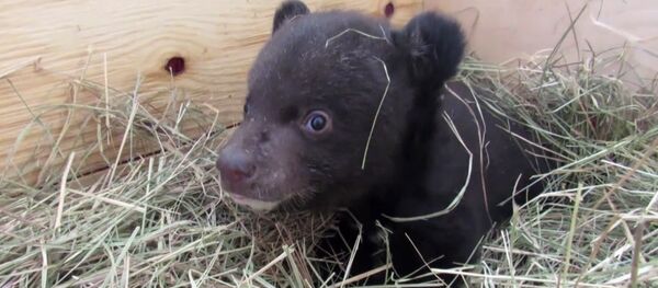 Ветэрынары выходжваюць гімалайскае медзведзяня - Sputnik Беларусь