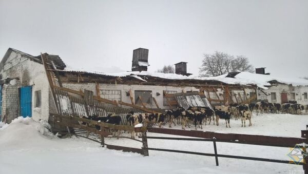 Крыша молочной фермы в Кировском районе обрушилась под тяжестью снега - Sputnik Беларусь