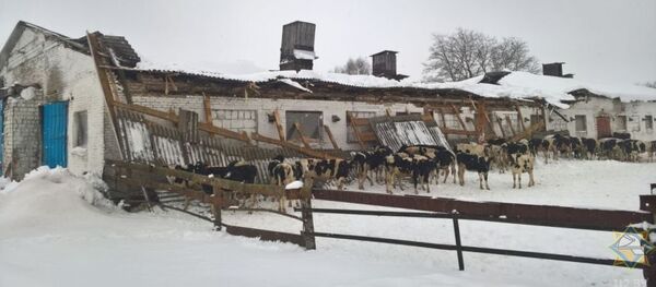 Крыша молочной фермы в Кировском районе обрушилась под тяжестью снега - Sputnik Беларусь