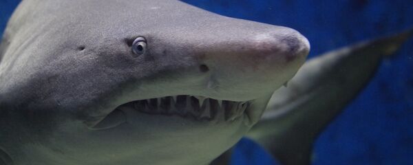 Акула, архивное фото - Sputnik Беларусь