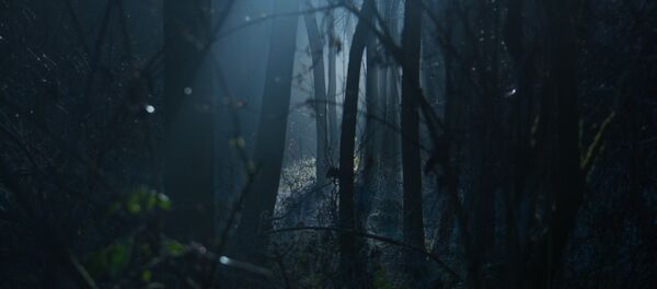 Лес Лес - Sputnik Беларусь