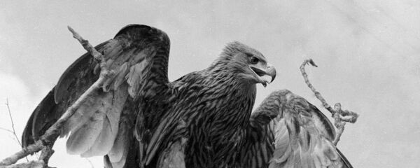 Большой подорлик, архивное фото - Sputnik Беларусь