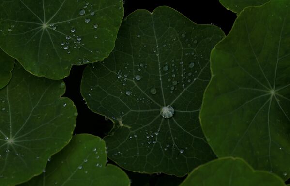 Дождевая вода на листьях растений в Кейптауне - Sputnik Беларусь