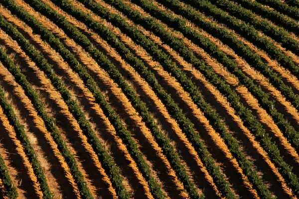 Полузасохшие виноградники возле Кейптауна, Южная Африка - Sputnik Беларусь