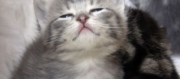 Котенок Котенок - Sputnik Беларусь