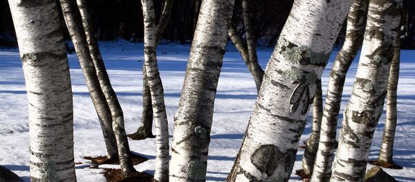 Березы, архивное фото Березы, архивное фото - Sputnik Беларусь