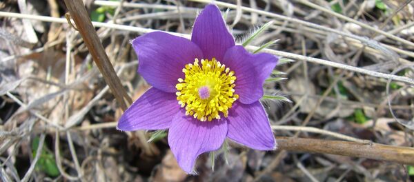 Сон-трава - Sputnik Беларусь