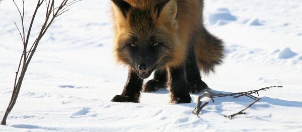 Бешеная лиса, архивное фото - Sputnik Беларусь