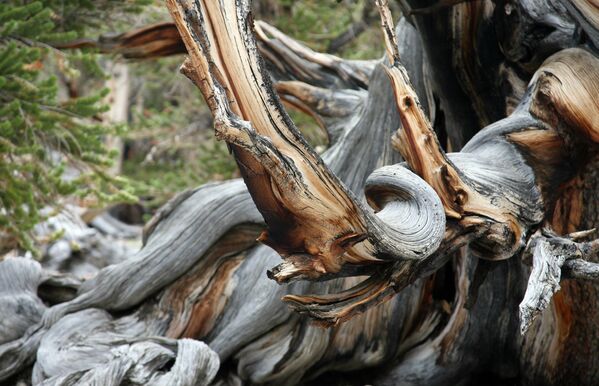 Самае старажытнае дрэва лесу ў Каліфорніі - Матузалем, яму больш за чатыры тысячы васемсот гадоў. Гэта адзін з найстарэйшых жывых арганізмаў у свеце. Дзе менавіта ў лесе яно знаходзіцца, трымаюць у сакрэце. - Sputnik Беларусь