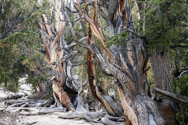 Старажытны лес асцюкаватых соснаў знаходзіцца ў Каліфорніі, у Нацыянальным парку Ініа. - Sputnik Беларусь