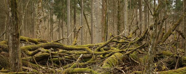 Белавежская пушча - Sputnik Беларусь