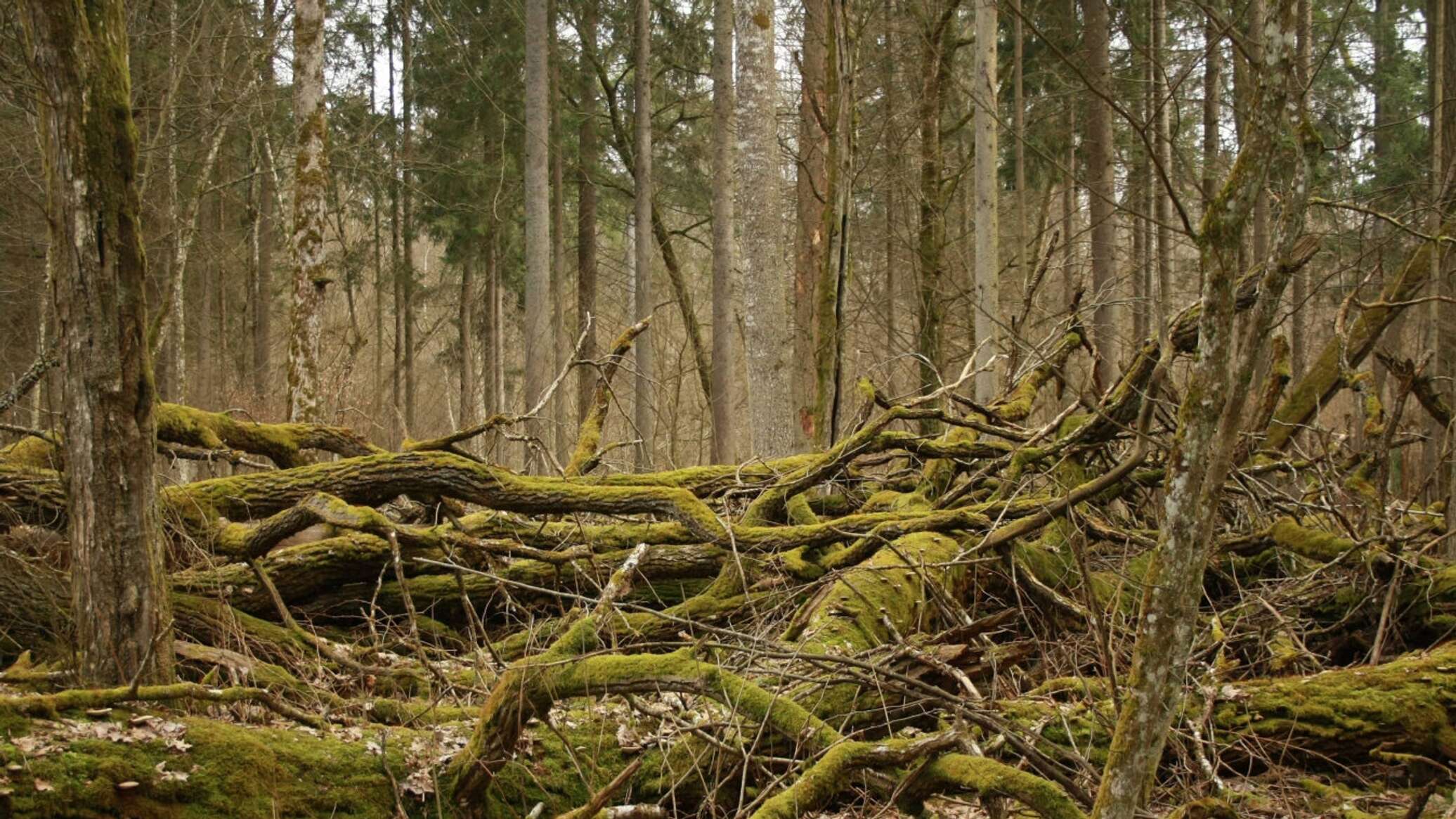 Беловежская пуща лес болота