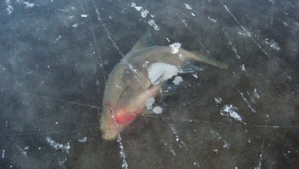 Рыба подо льдом - Sputnik Беларусь