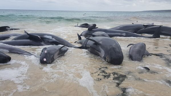 Дельфины выбросились на берег Австралии - Sputnik Беларусь