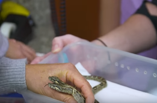 Змея с двумя головами и сердцами родилась в США - Sputnik Беларусь