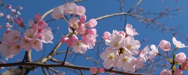 Сакура - Sputnik Беларусь