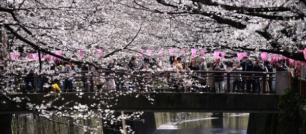 Сакура в полном цвету - Sputnik Беларусь