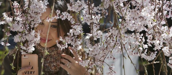 Сакура - Sputnik Беларусь