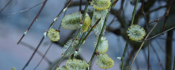 Котики на вербе - Sputnik Беларусь