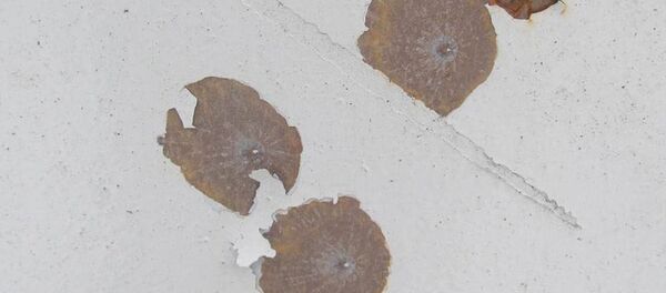 Следы от пуль на стене - Sputnik Беларусь