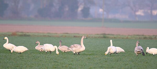 Лебеди на поле, архивное фото Лебеди на поле, архивное фото - Sputnik Беларусь