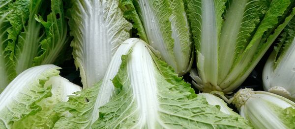 Пекинская капуста - Sputnik Беларусь