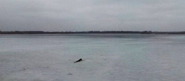 Озеро Сергеевичское в Пуховическом районе Озеро Сергеевичское в Пуховическом районе - Sputnik Беларусь