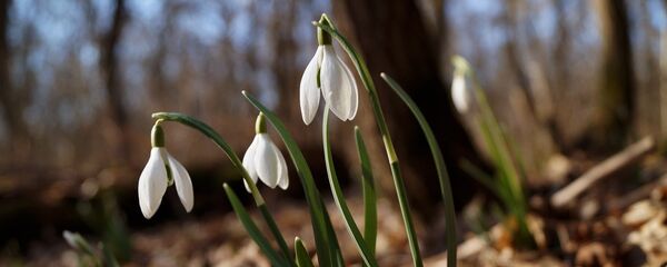 Подснежники - Sputnik Беларусь