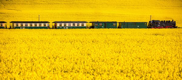 Рапс и паровоз - Sputnik Беларусь