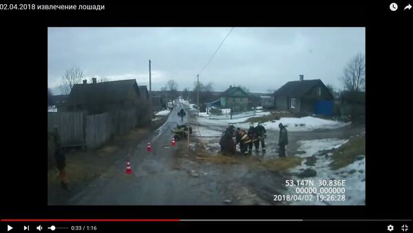Видеофакт: как спасатели вытаскивали тонущую в грязи лошадь - Sputnik Беларусь