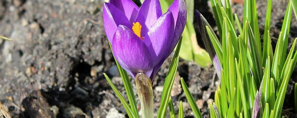 Крокус весной - Sputnik Беларусь