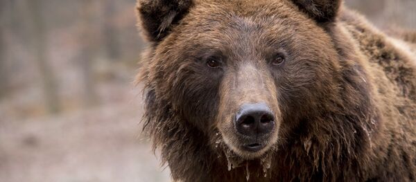 Буры мядзведзь Буры мядзведзь - Sputnik Беларусь