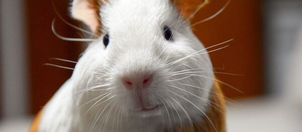 Морская свинка, архивное фото - Sputnik Беларусь