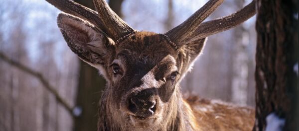Алень-марал Жэнечка, архіўнае фота Алень-марал Жэнечка, архіўнае фота - Sputnik Беларусь