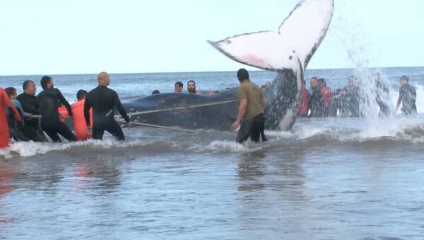 Выбросившегося на берег горбатого кита спасли в Аргентине - Sputnik Беларусь