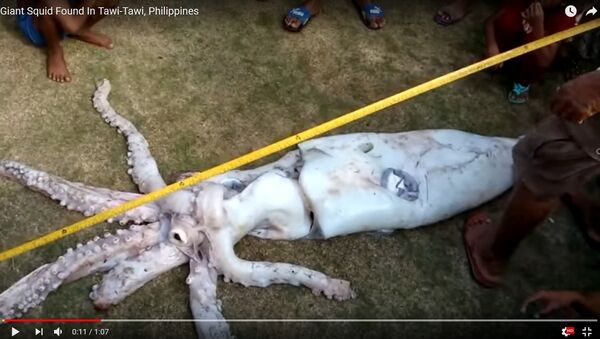 Видеофакт: гигантского кальмара поймали рыбаки на Филиппинах - Sputnik Беларусь