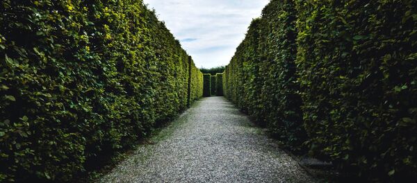 Зялёны лабірынт, архіўнае фота Зялёны лабірынт, архіўнае фота - Sputnik Беларусь