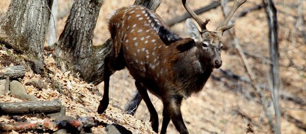 Пятнистый олень - Sputnik Беларусь