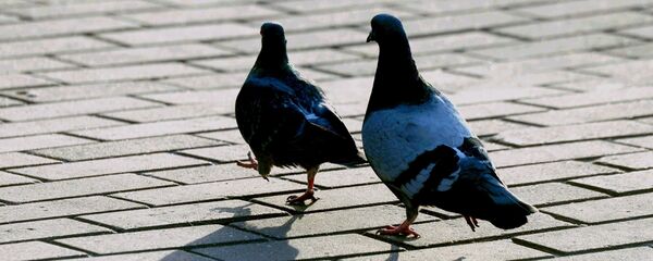 Голуби весной - Sputnik Беларусь