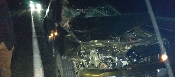 Последствия столкновения с лосем Последствия столкновения с лосем - Sputnik Беларусь