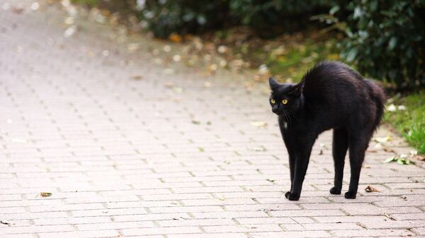 Черный кот, архивное фото - Sputnik Беларусь