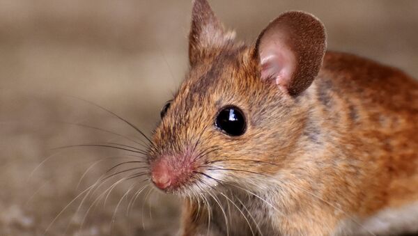 Мышь, архивное фото - Sputnik Беларусь