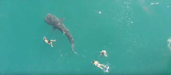 Видеофакт: как туристы купались с акулой, считающейся самой крупной в мире - Sputnik Беларусь