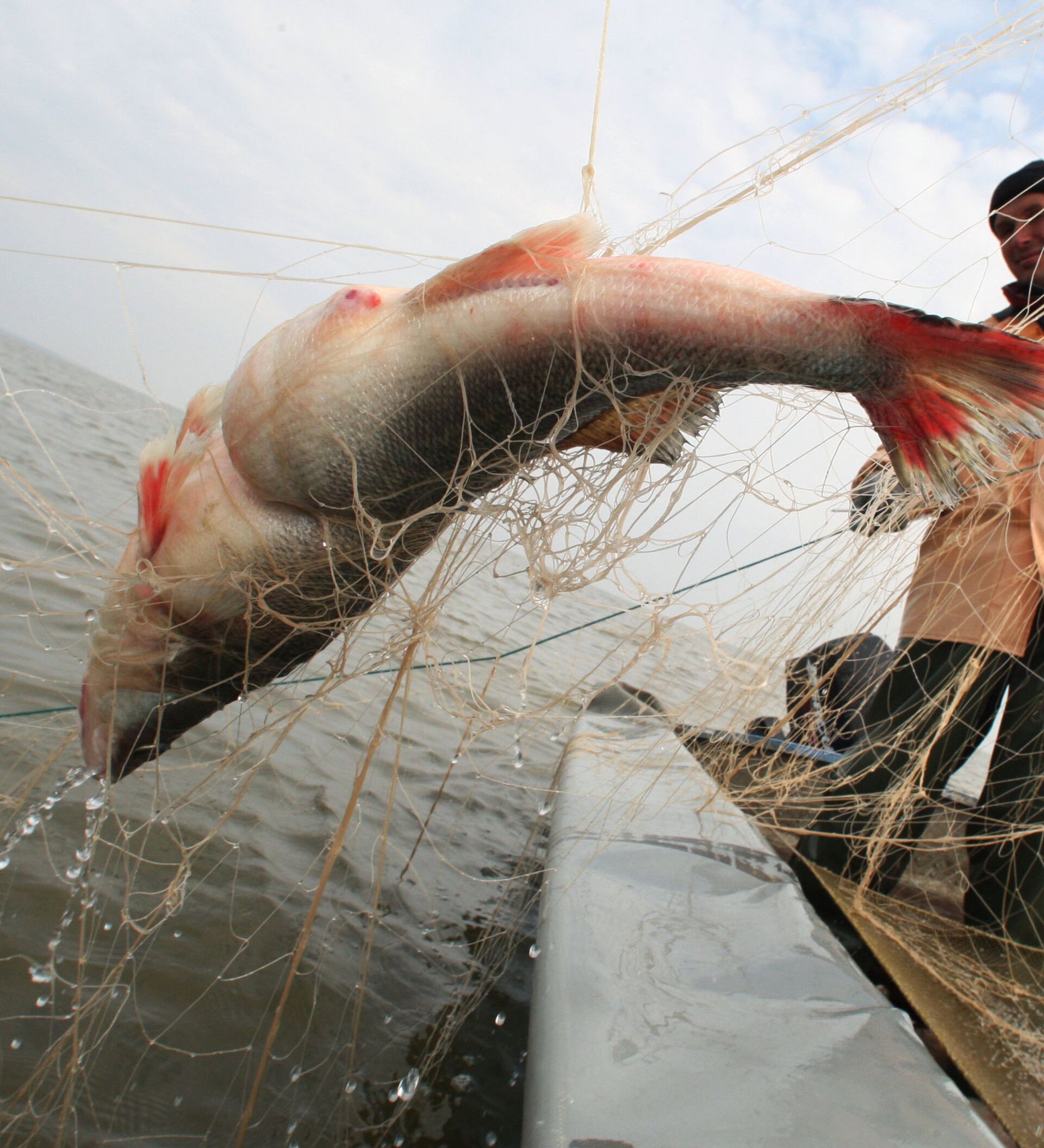 Улов рыбы сетью. Рыбак с сетью. Сеть для рыбалки. Ловля сетями. Сети для рыболовства.
