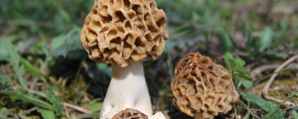 Строчки - Sputnik Беларусь