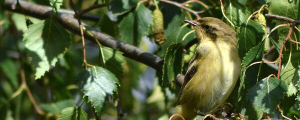 Зеленая пенка, архивное фото - Sputnik Беларусь