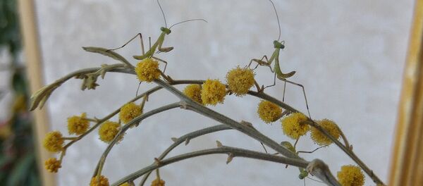 Богомолы на мимозе - Sputnik Беларусь