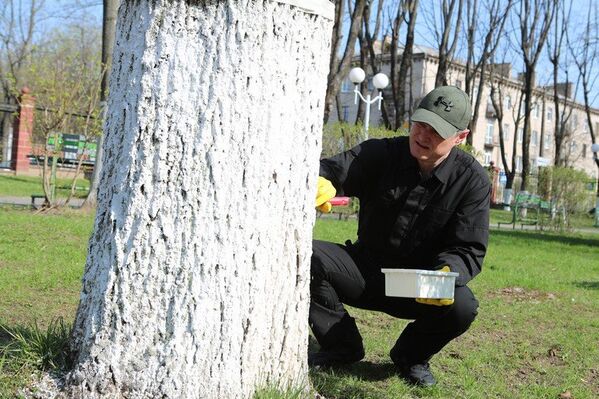 Министр внутренних дел Игорь Шуневич белил деревья на территории госпиталя МВД - Sputnik Беларусь